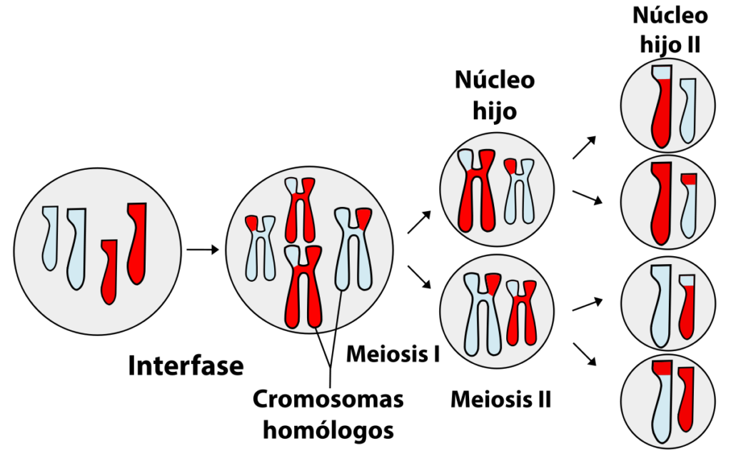 meiosis mapa conceptual cromosomas