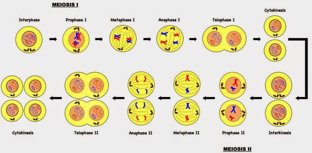meiosis mapa conceptual fases I y II