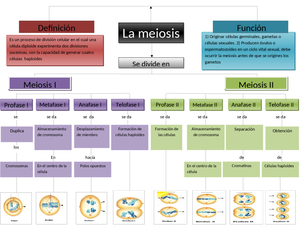 meiosis mapa conceptual extenso