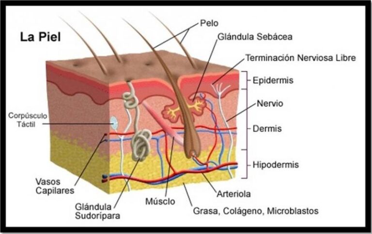 Sistema tegumentario mapa conceptual Guía paso a paso