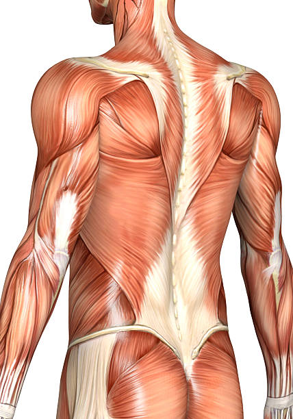mapa conceptual del sistema muscular y sus funciones