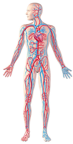sistema cardiovascular embriologia mapa conceptual	