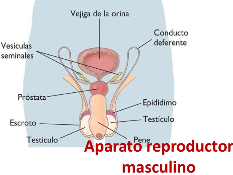 aparato reproductor masculino partes
