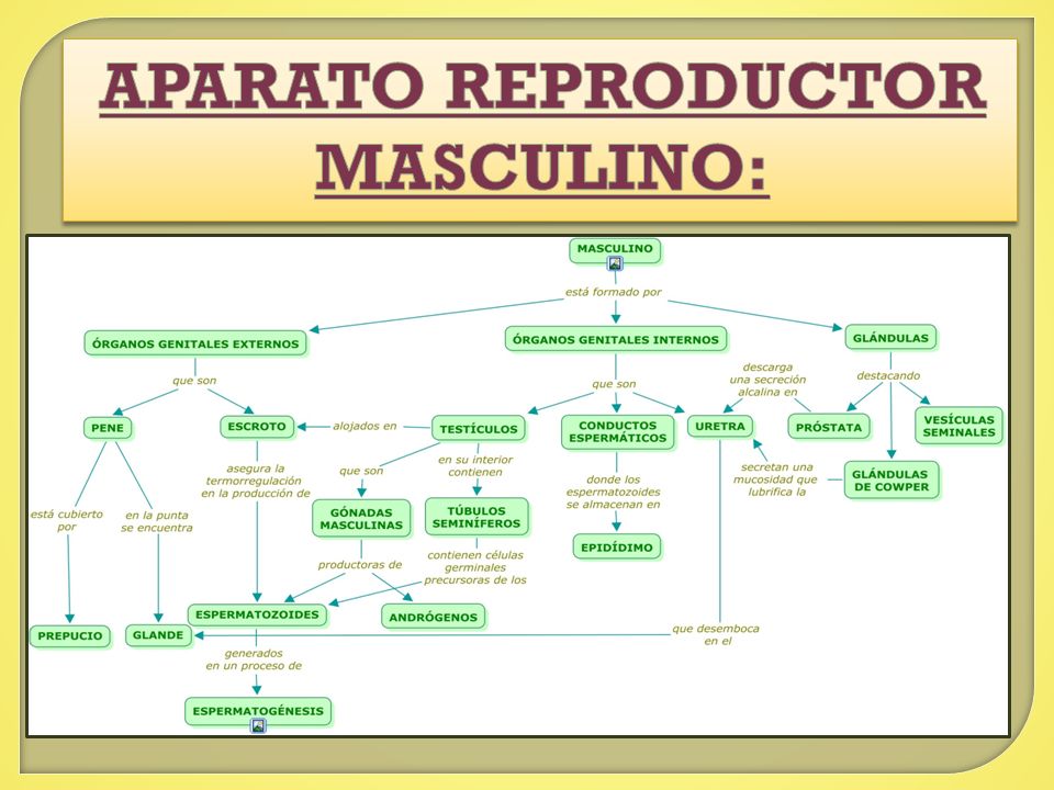 aparato reproductor masculino complejo