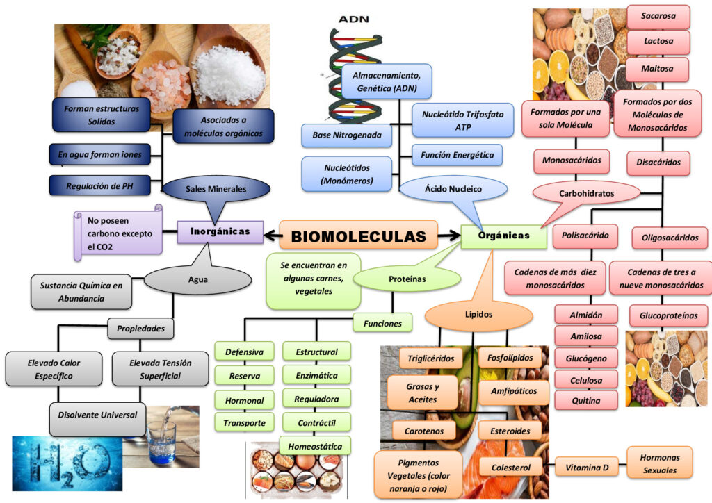 mapa conceptual biomoleculas	