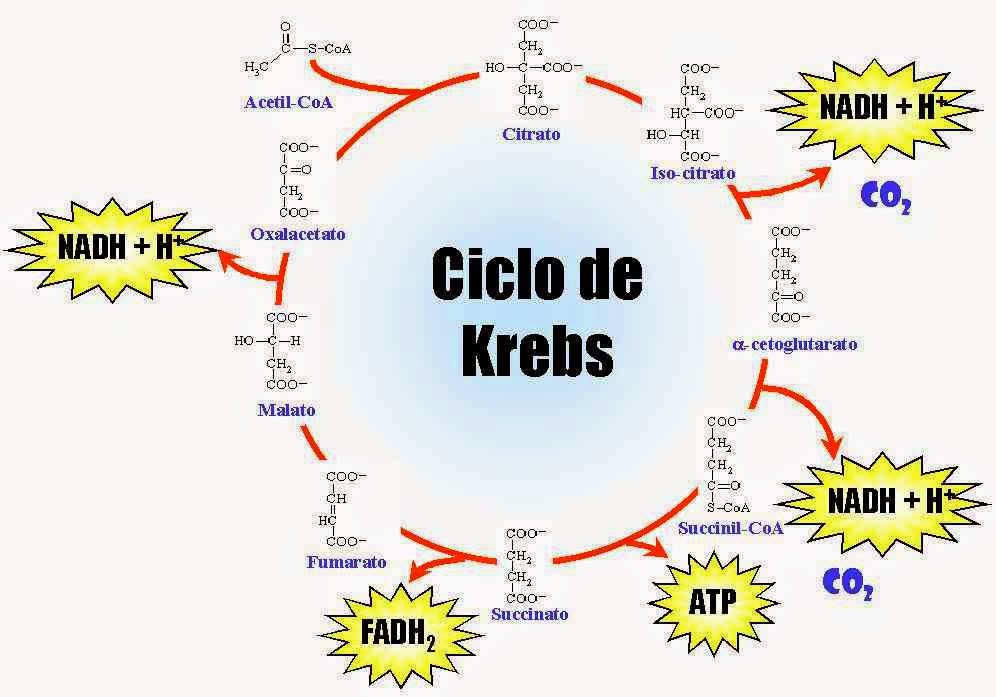 ciclo de krebs mapa conceptual química