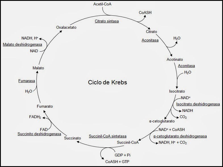 ciclo de krebs mapa conceptual fases