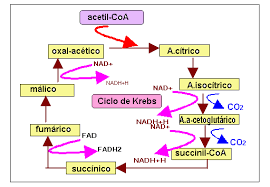 ciclo de krebs mapa conceptual química procesos
