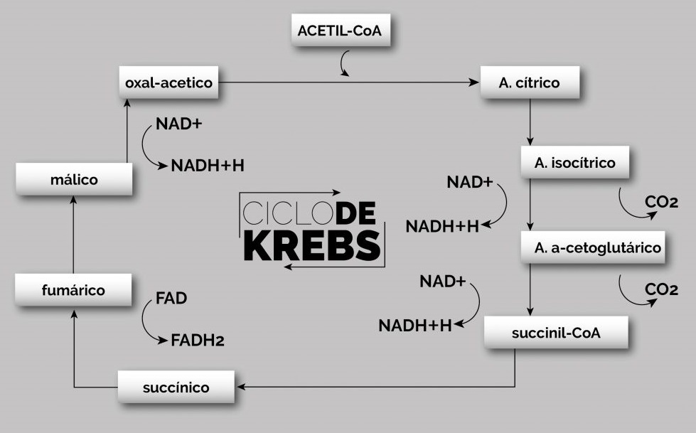 ciclo de krebs mapa conceptual químicos