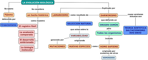 cómo hacer un mapa conceptual evolución biológica