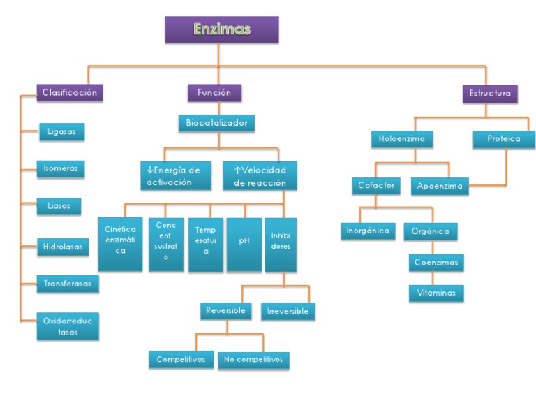 enzimas mapa conceptual función clasificación estructura
