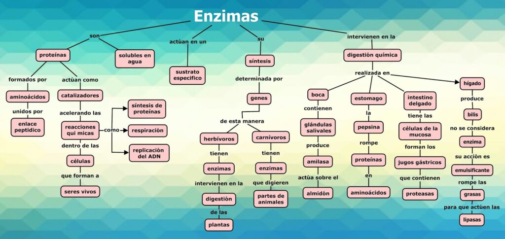 enzimas mapa conceptual síntesis