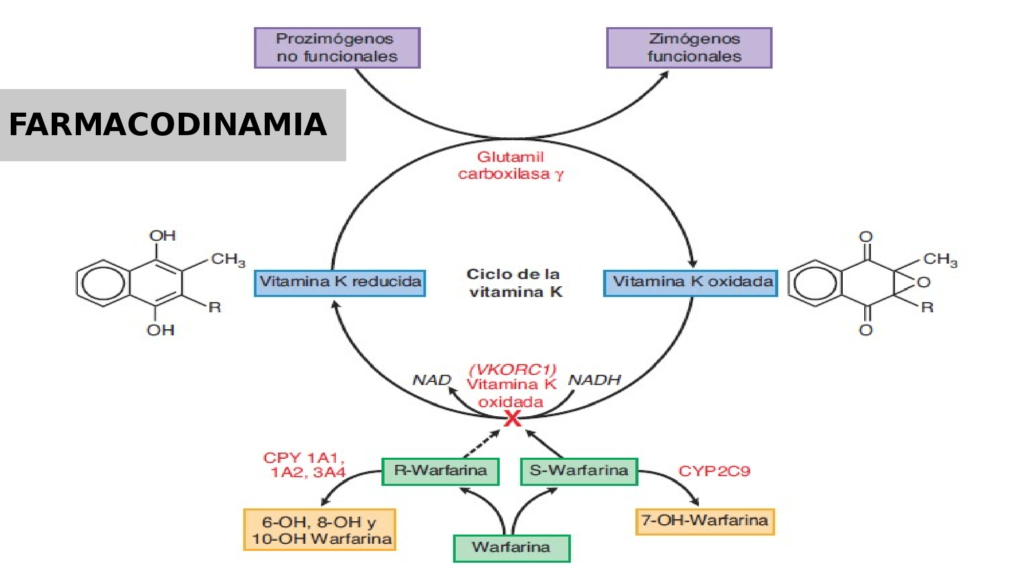 farmacodinamia mapa conceptual vitamina k
