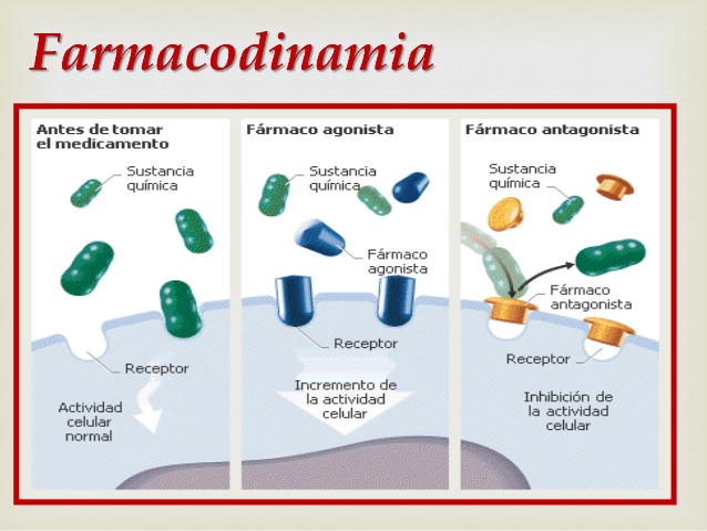 farmacodinamia mapa conceptual medicamentos