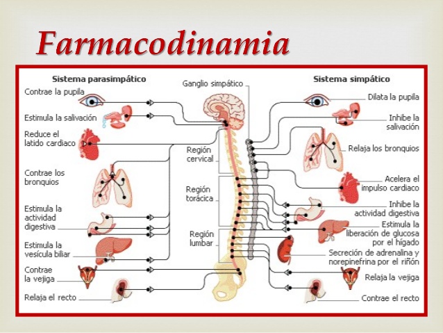 farmacodinamia mapa conceptual sistemas