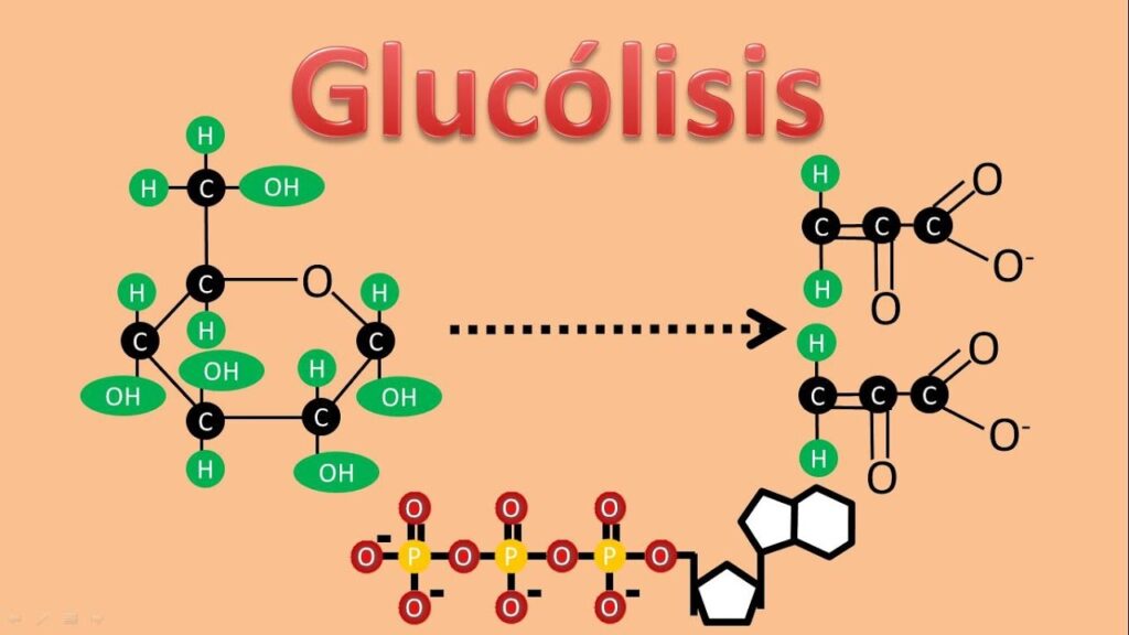 mapa conceptual de glucolisis