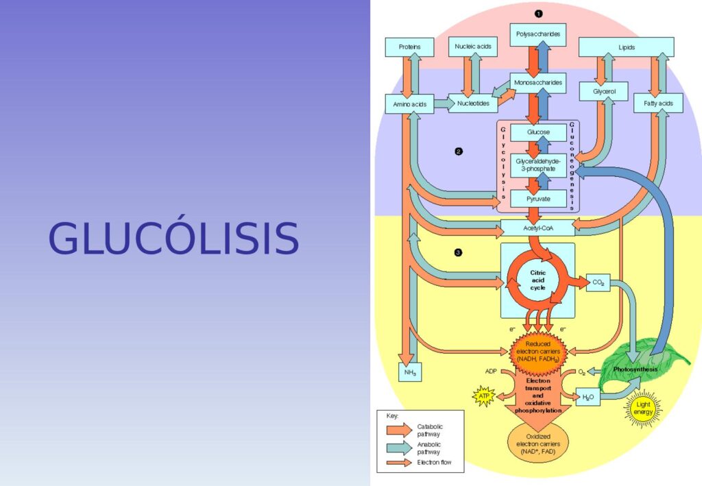 glucolisis que es mapa conceptual