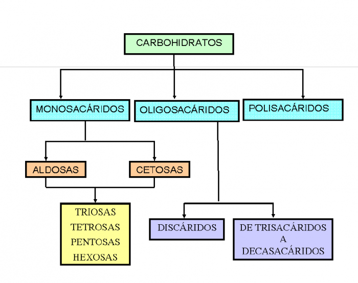 mapa conceptual de carbohidratos tipos