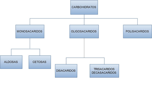 mapa conceptual de carbohidratos sencillo