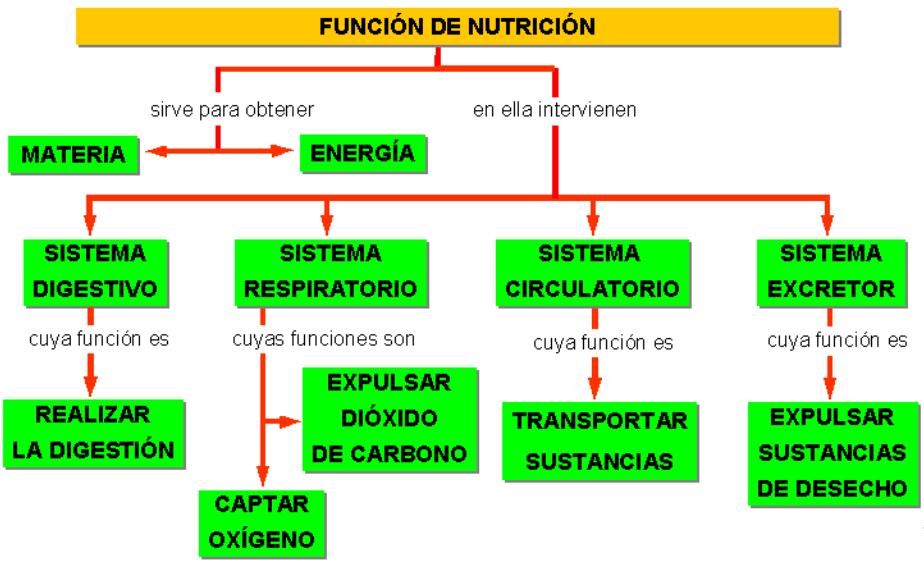 mapa conceptual de la alimentación nutrición
