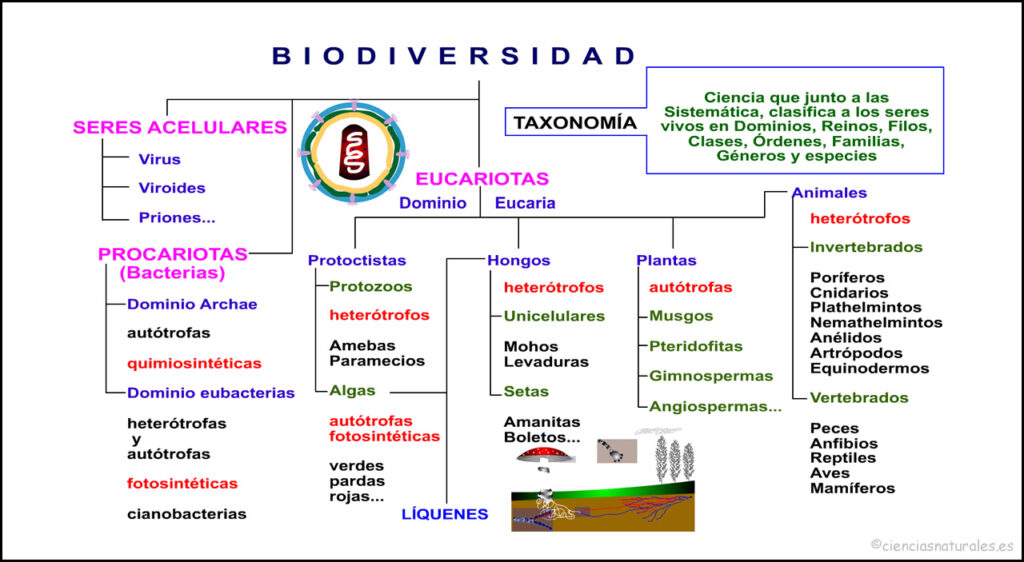 mapa conceptual de la biodiversidad seres vivos