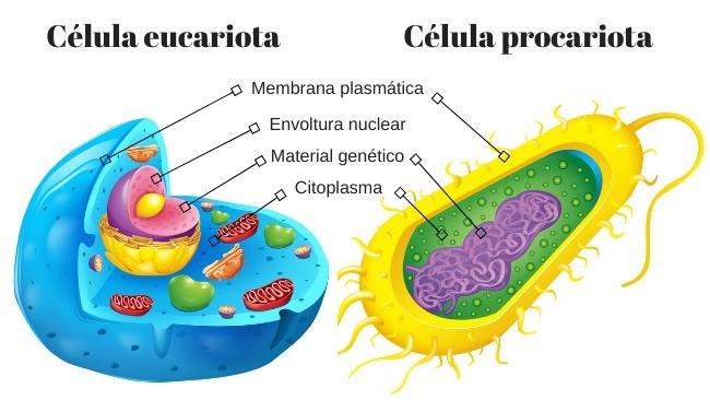 mapa conceptual de la célula eucariota procariota