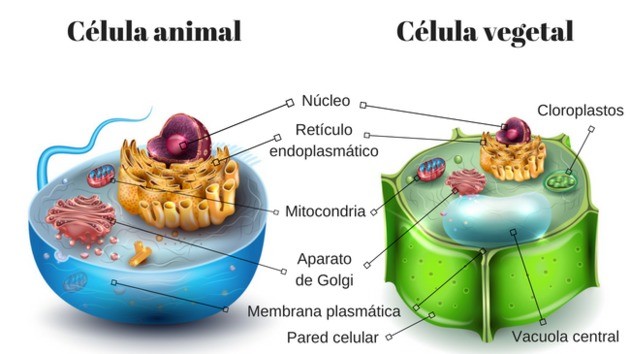mapa conceptual de la célula animal vegetal