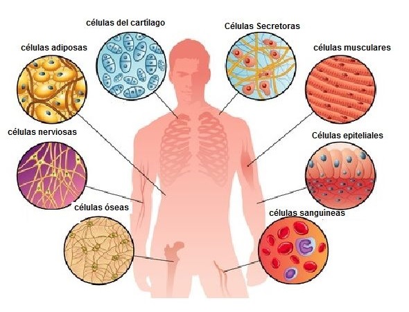 mapa conceptual de la célula cuerpo humano