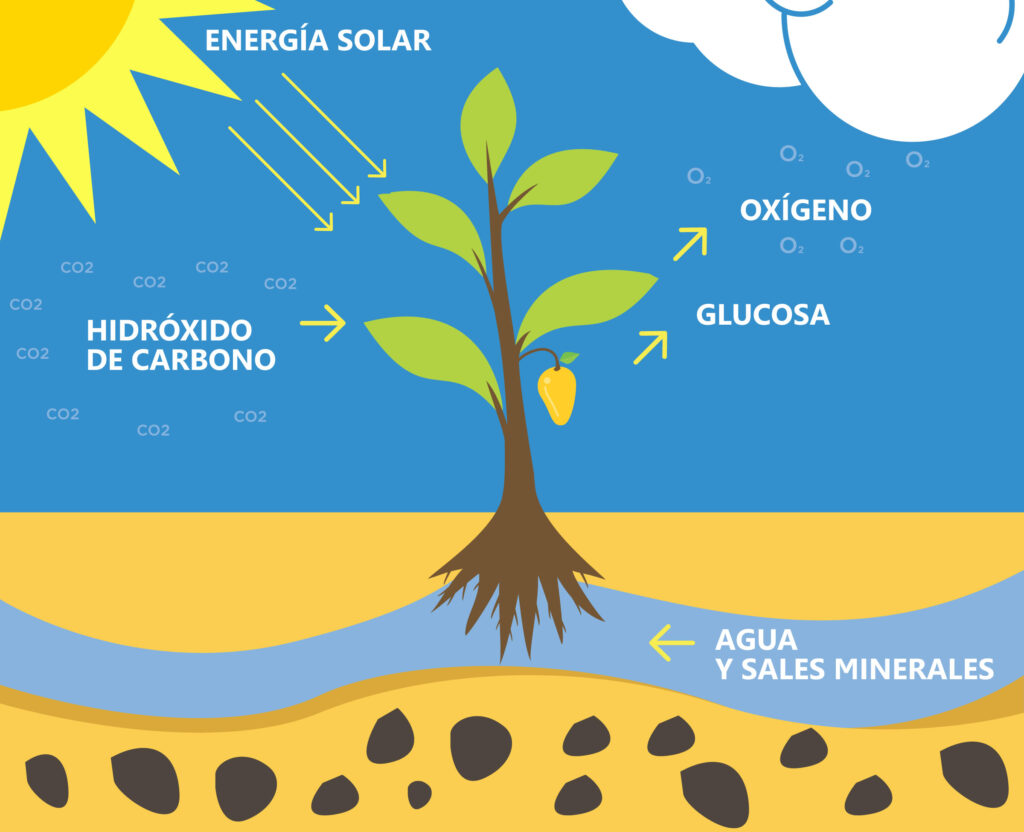 ▷ Mapa conceptual de la fotosíntesis ¡Guía paso a paso!