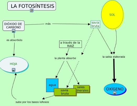 mapa conceptual de la fotosíntesis sol oxígeno