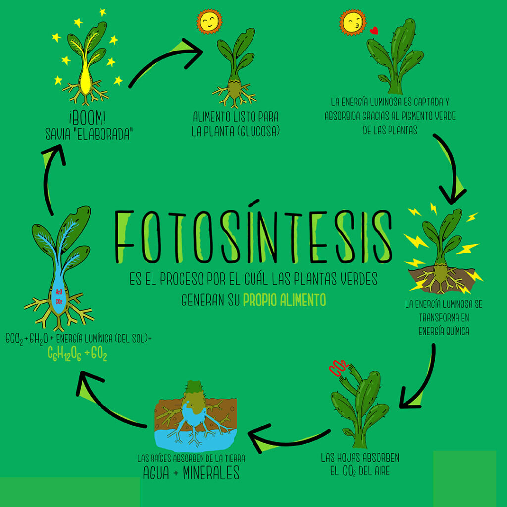 mapa conceptual de la fotosíntesis qué es