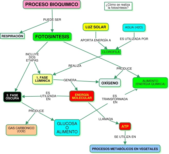 mapa conceptual de la fotosíntesis proceso bioquímico