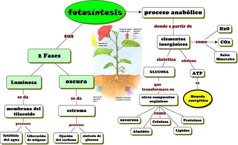 mapa conceptual de la fotosíntesis proceso anabólico
