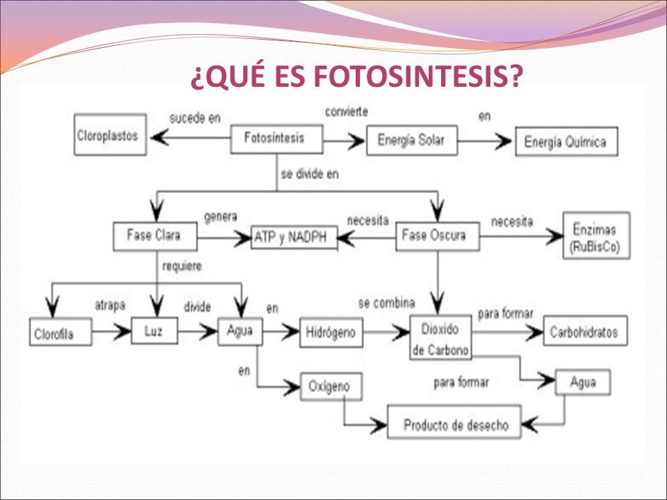 mapa conceptual de la fotosíntesis pasos