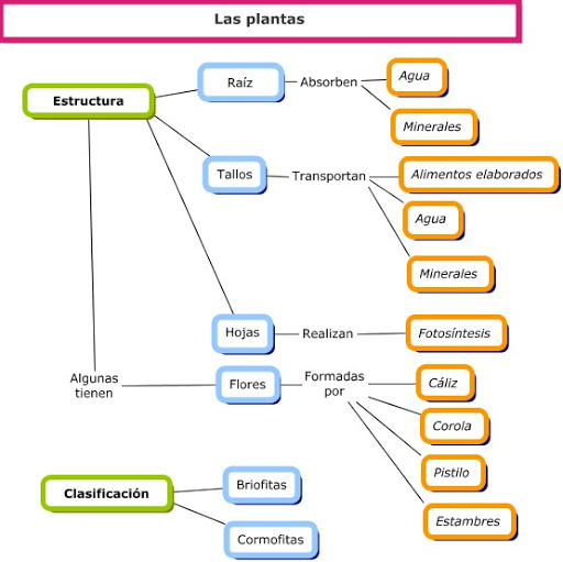 mapa conceptual de las plantas estructura y clasificación