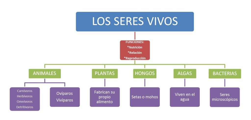 Un Mapa Conceptual De Los Seres Vivos The Best Porn Website