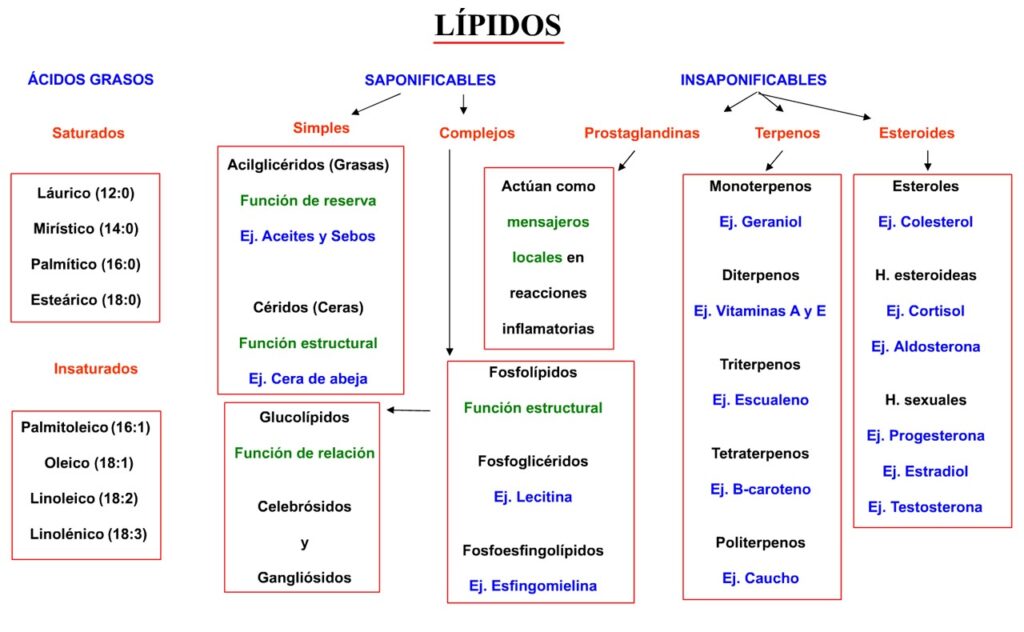 mapa conceptual de lípidos tipos
