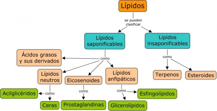 mapa conceptual de lípidos tipos y clasificación