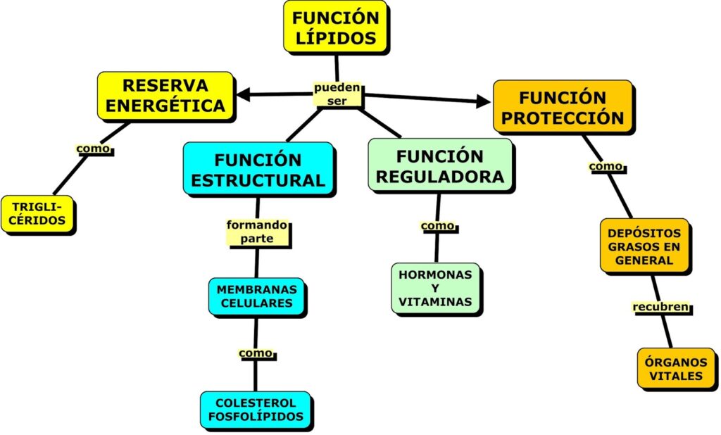 mapa conceptual de lípidos función