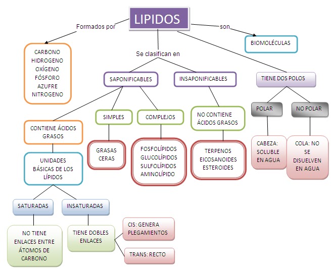 mapa conceptual de lípidos formación y clasificación
