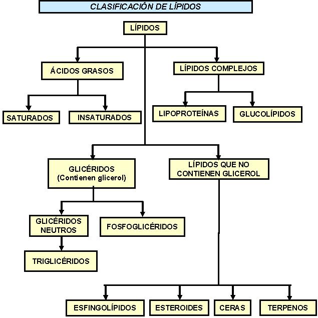 mapa conceptual de lípidos clasificación 2