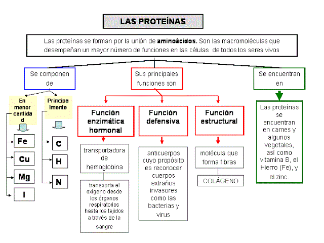 mapa conceptual de proteínas funciones y componentes