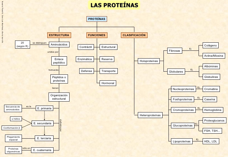 mapa conceptual de proteínas estructura