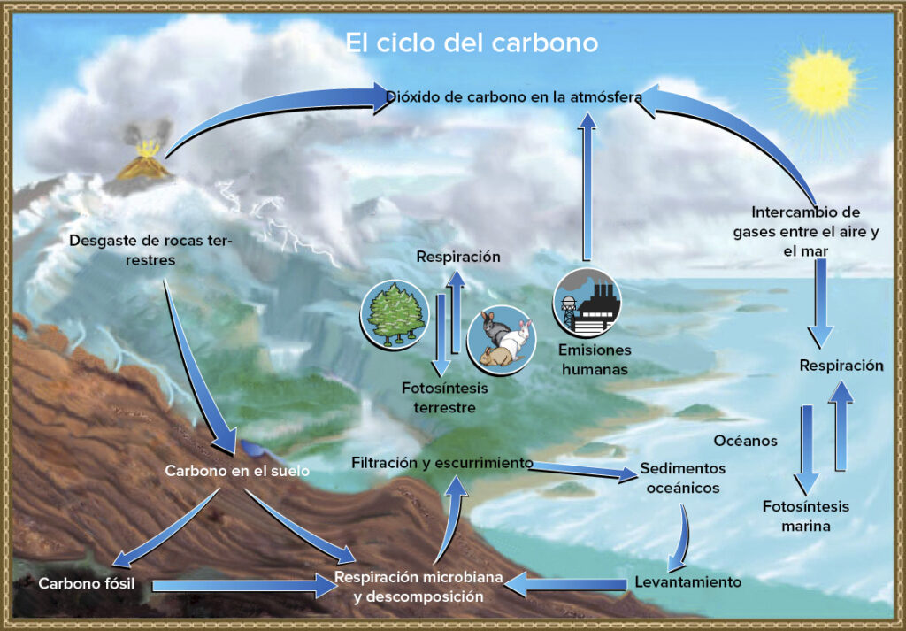 mapa conceptual del ciclo del carbono ilustración