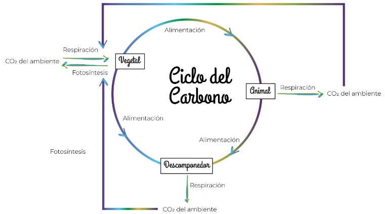 mapa conceptual del ciclo del carbono extenso