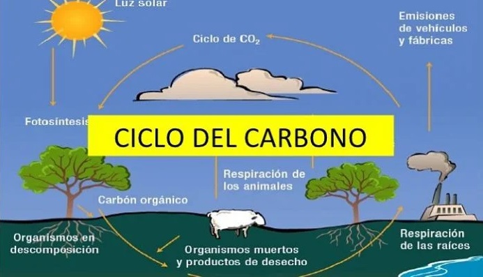 mapa conceptual del ciclo del carbono imagen colorida