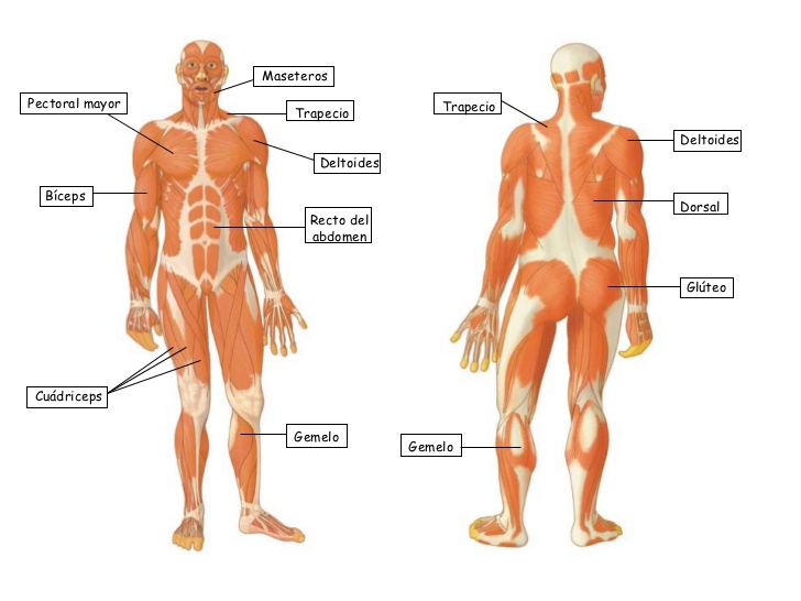mapa conceptual del cuerpo humano partes 2