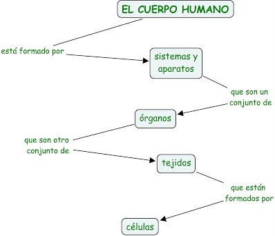 mapa conceptual del cuerpo humano simple