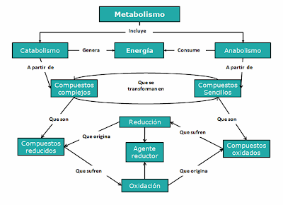 mapa conceptual del metabolismo sencillo