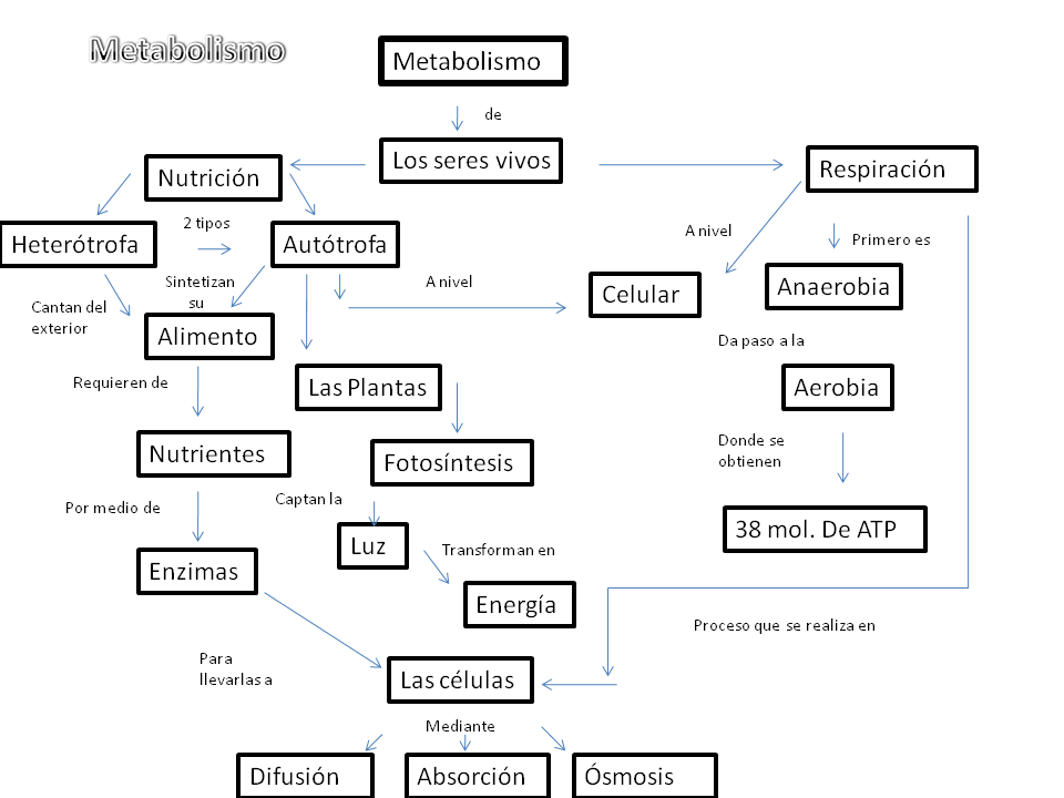 mapa conceptual del metabolismo amplio